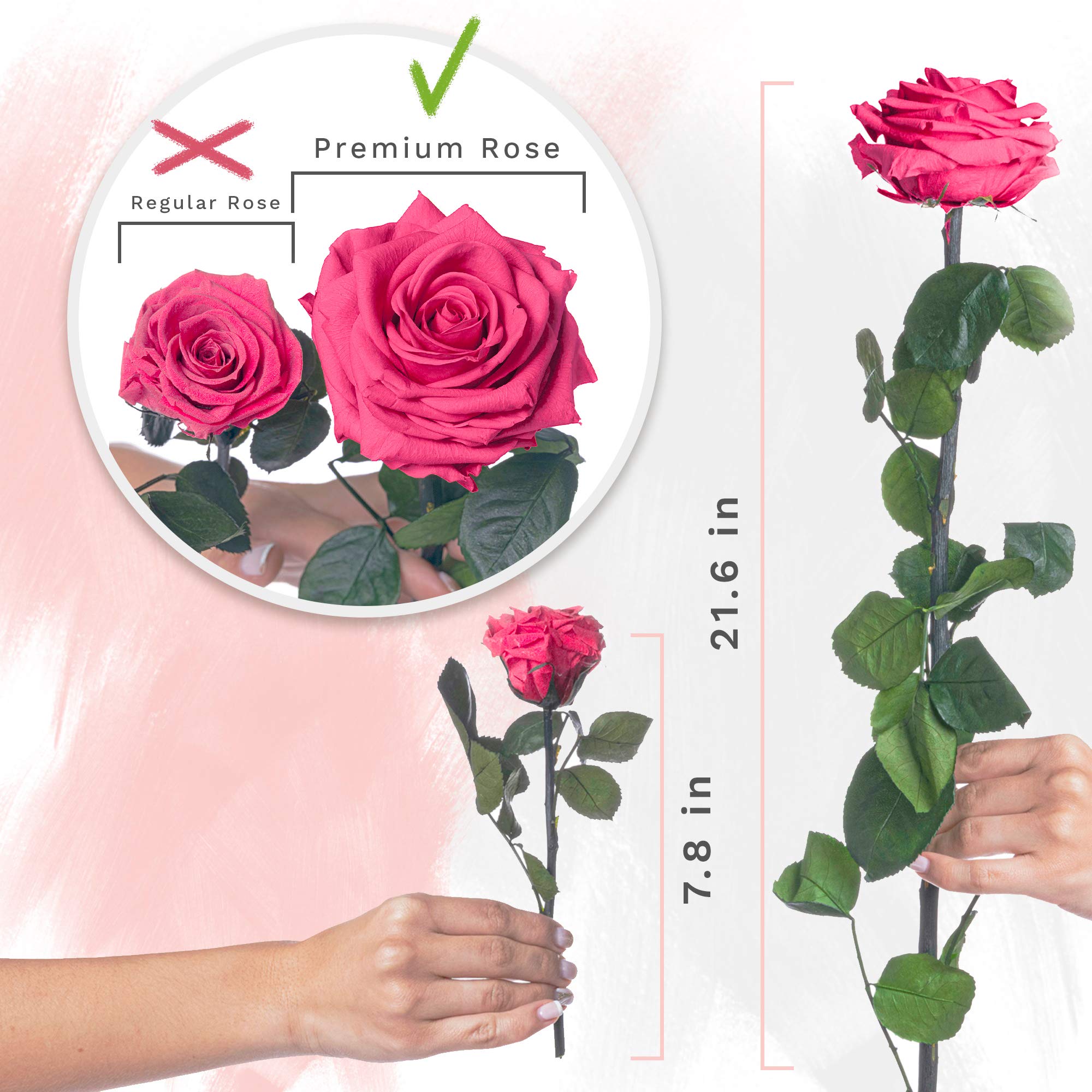 Eternity Forever Real Preserved Never Dying Eternal Rose Bouquet Flores Rosas Naturales Preservadas 6pcs Fuchsia