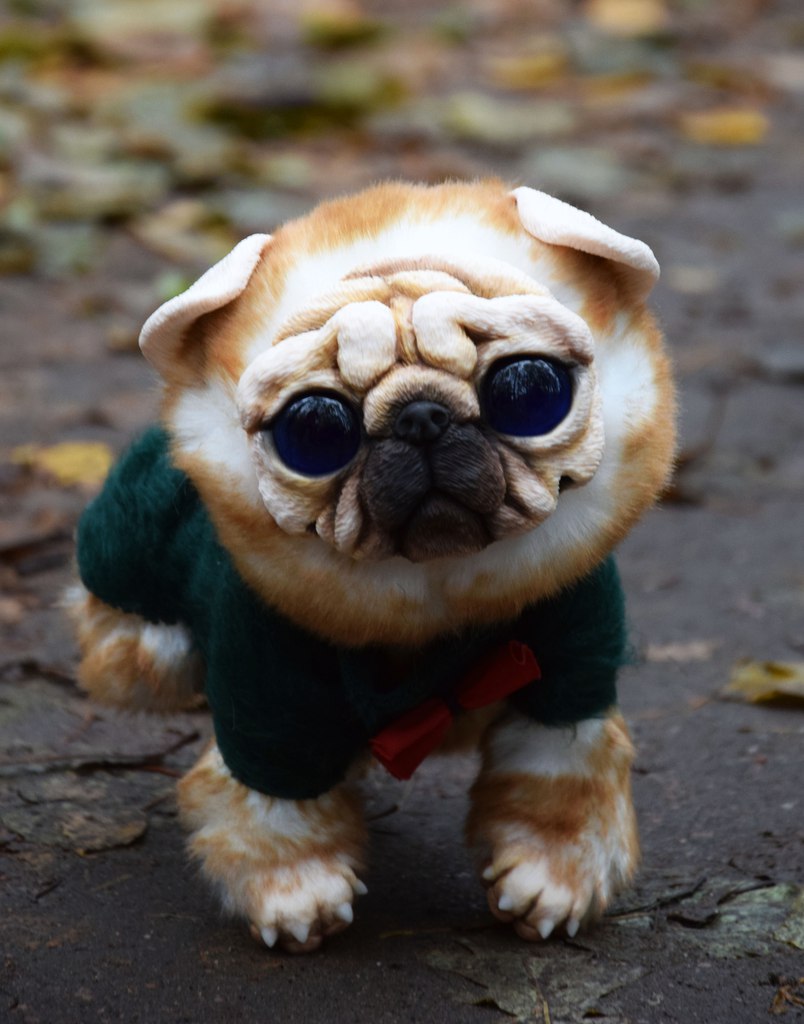 Pug