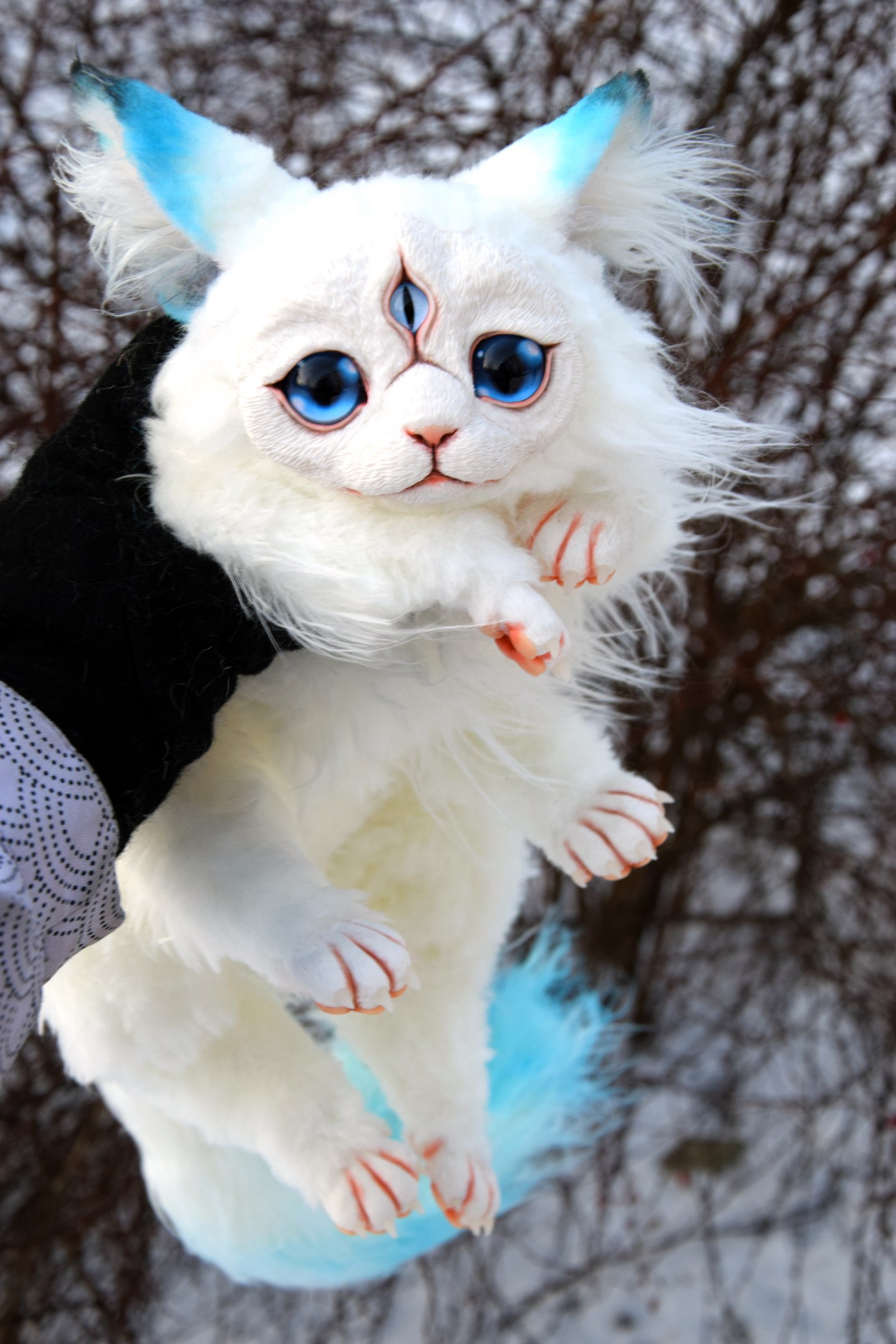 One and a Half Cornish Rex Cats