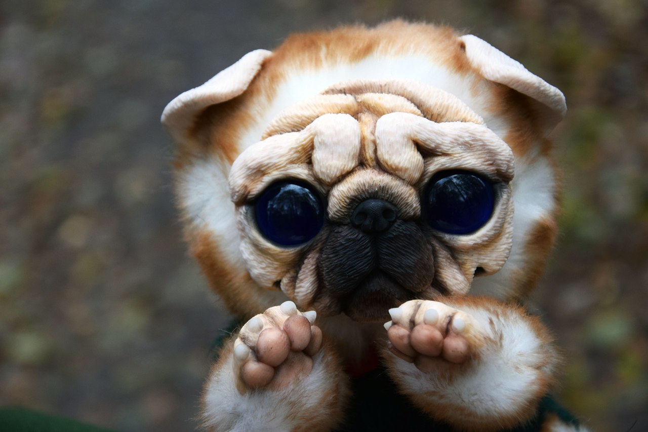 Pug