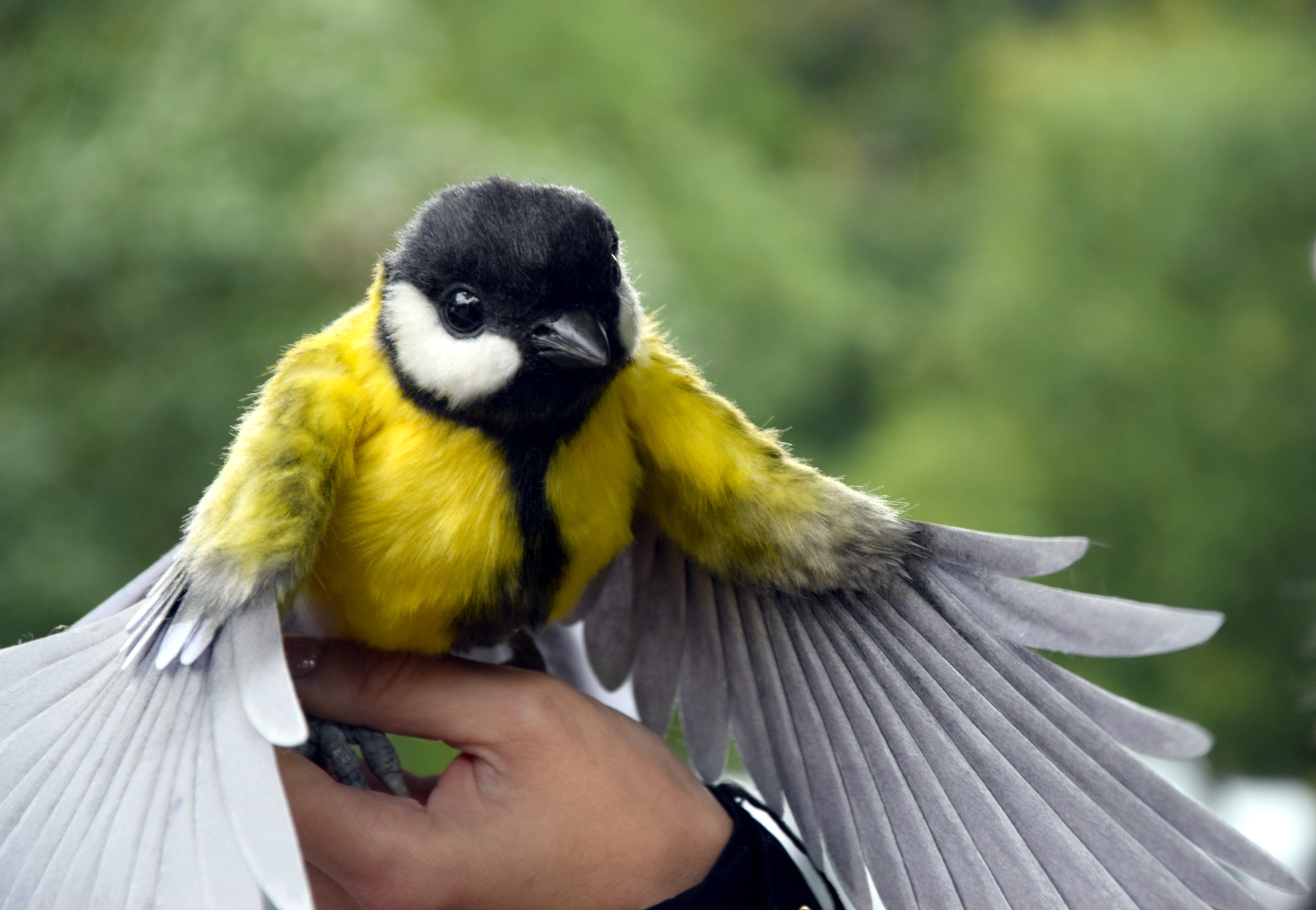 Great Tit