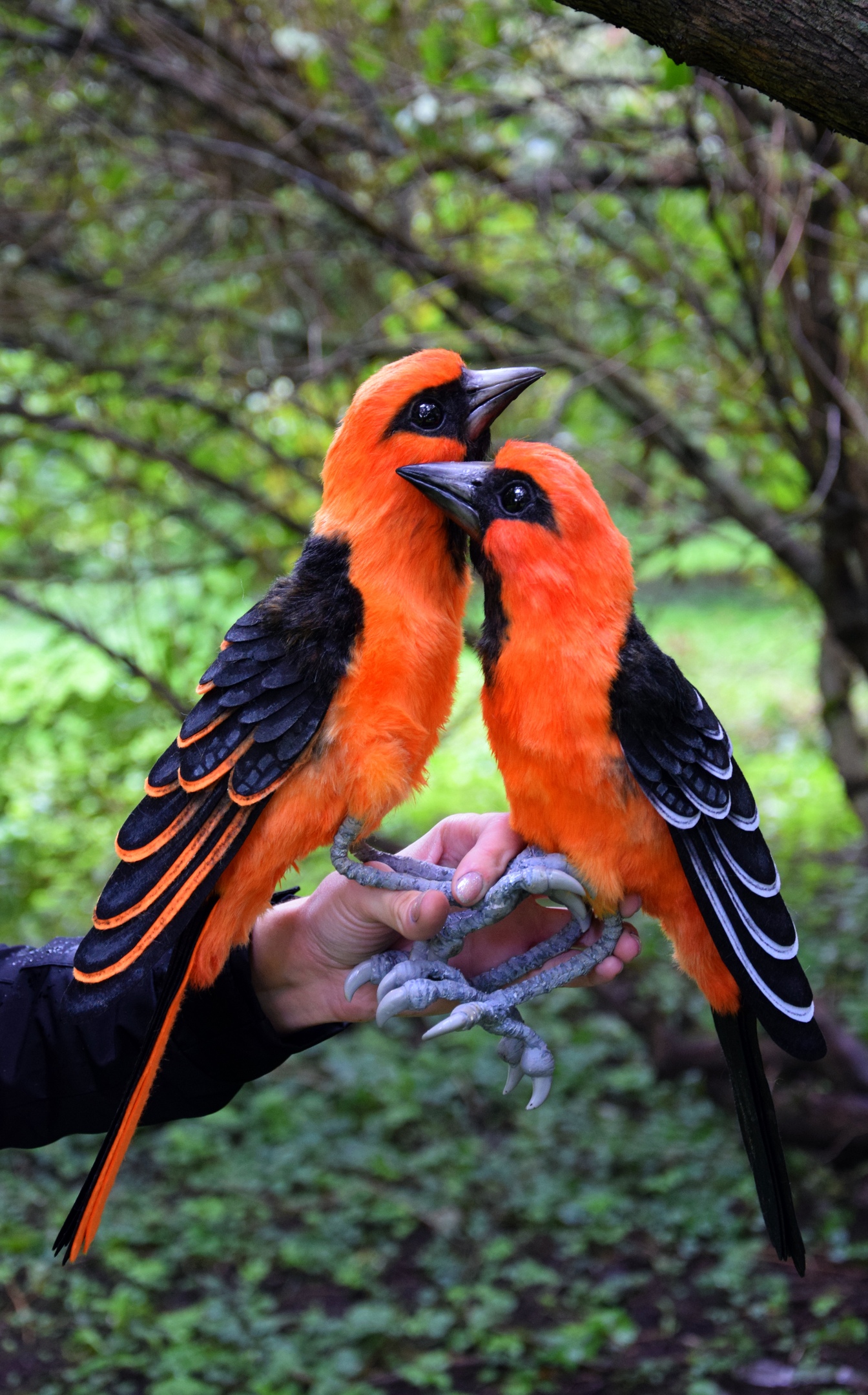 Oriole