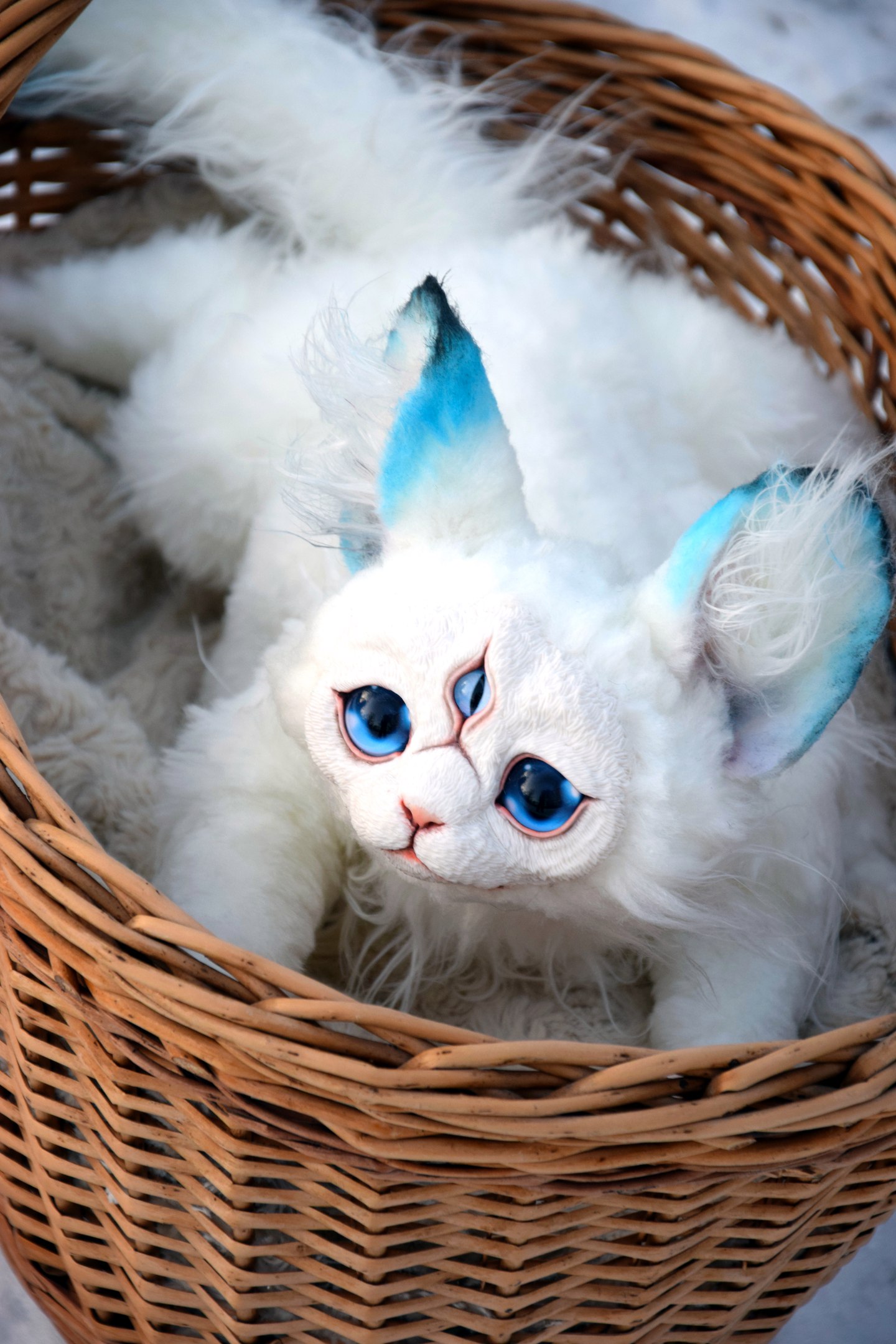 One and a Half Cornish Rex Cats