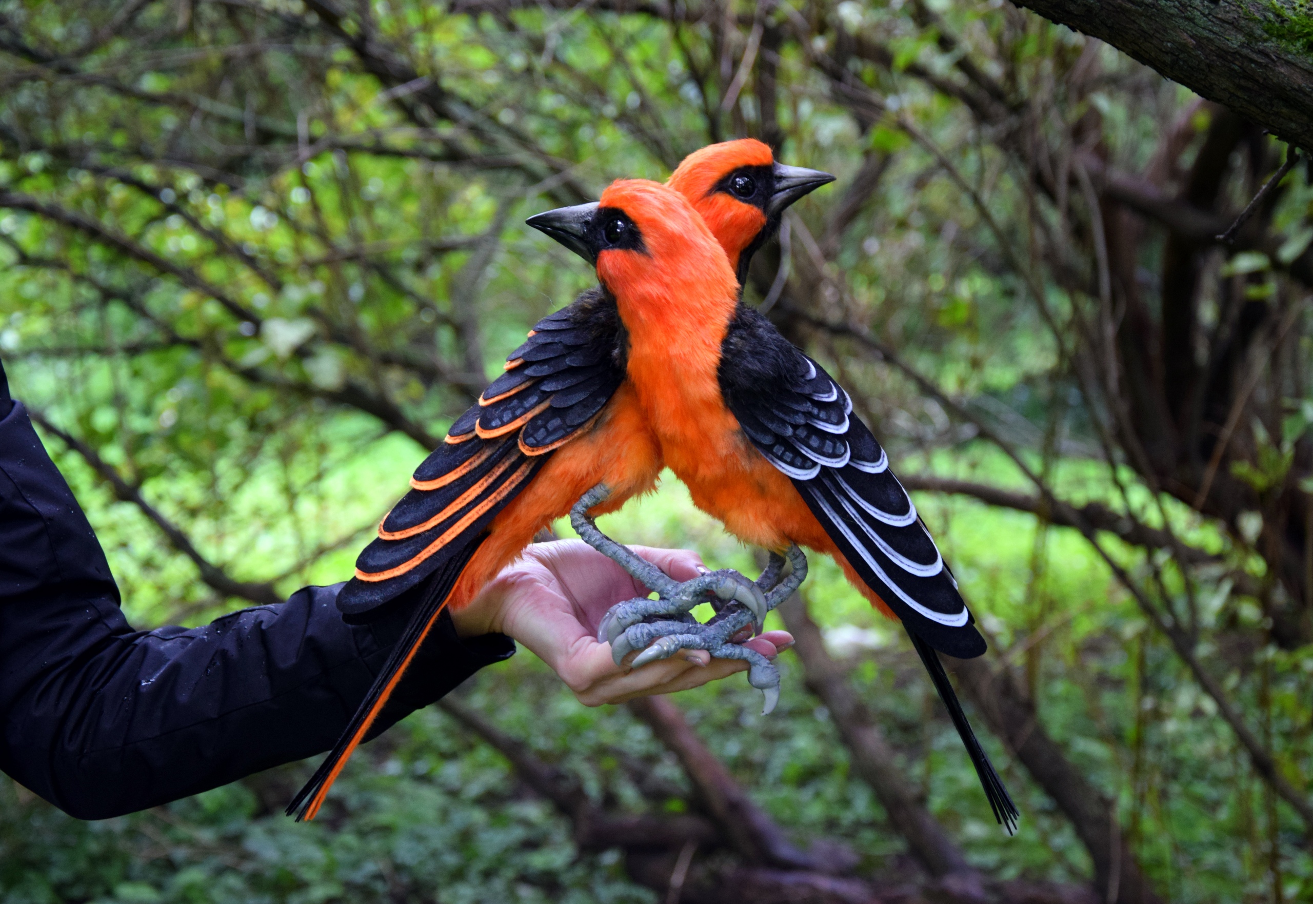 Oriole